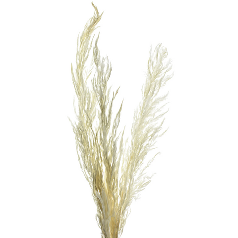 Dried Natural Stardust Gypsum Spray, Bleached