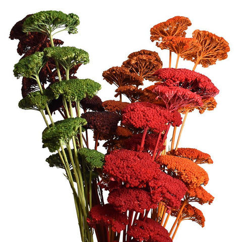 Dried Natural Yarrow Flower Bundle