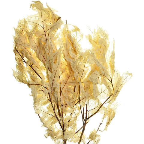 Dried Natural Transparent Oak Branches Bundle, Bleached, 1-Pound