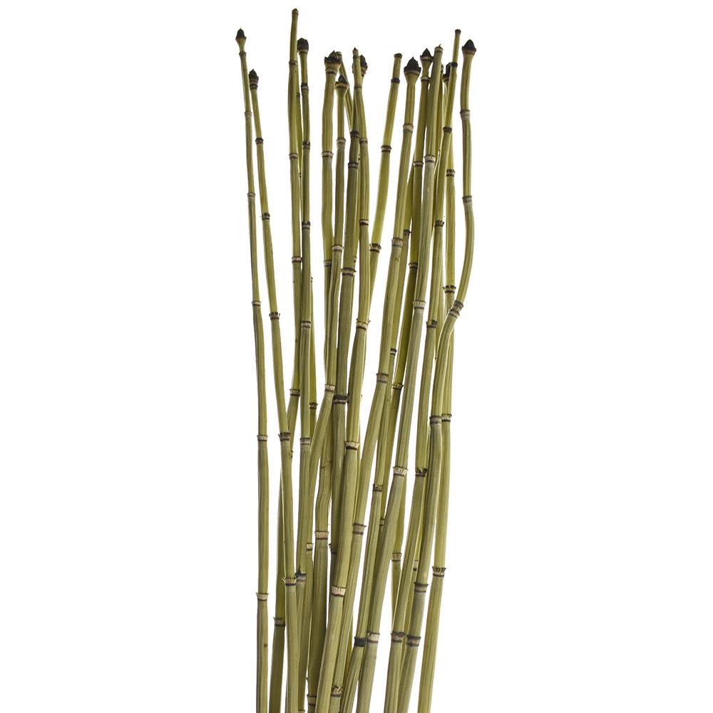 Dried Natural Equisetum Horsetail Bundle