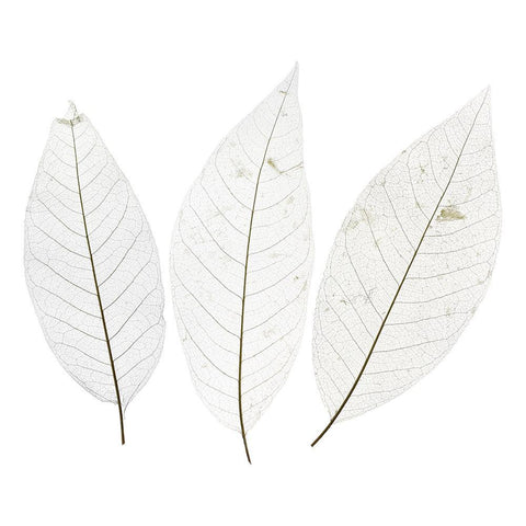 Bleached Magnolia Skeleton Leaves Bundle