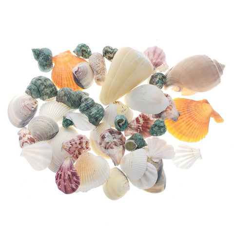 Mixed Shells & Conchs Decorative Vase Filler, 14-Ounce