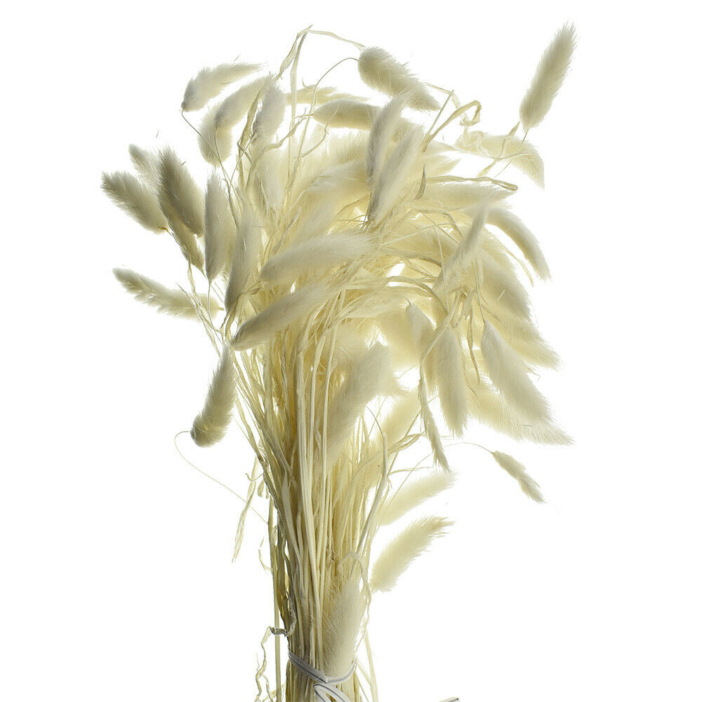 Dried Natural Bunny Tails Spray, Bleached