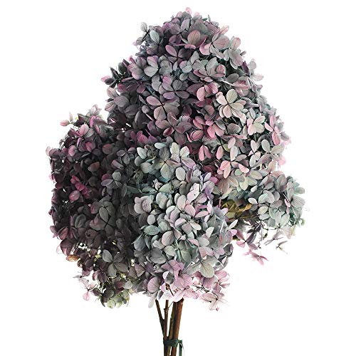 Dried Natural Limelight Hydrangeas Stem, Two-Tone